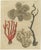 Bertuch, Four Corals, 1790, Engraving For Sale