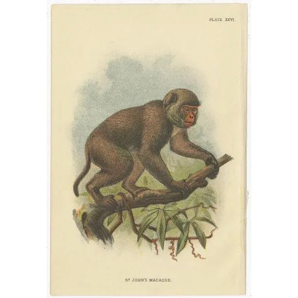 Lloyd, Illustrations of Various Monkey Species, 1894, Set of 8 For Sale - Image 5 of 10