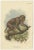 Lloyd, Illustrations of Various Monkey Species, 1894, Set of 8 For Sale - Image 5 of 10