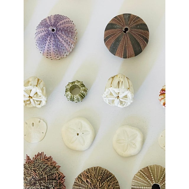 1970s 1970s Natures Beauty Sea Shell Collection For Sale - Image 5 of 6