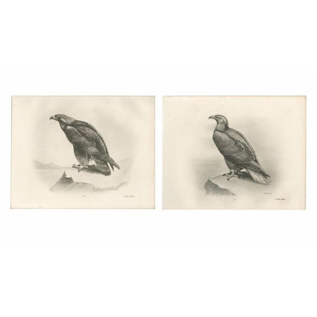British Eagle Photogravures by L. M. Medland, 1908, Set of 2 For Sale - Image 3 of 9