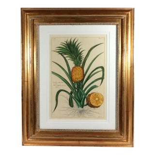 Botanical Hand-Colored Engraving of a Pineapple, Georg Eberhard Rumphius 1741–1750) For Sale