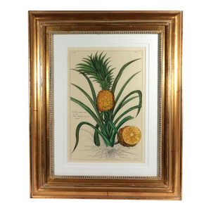 Botanical Hand-Colored Engraving of a Pineapple, Georg Eberhard Rumphius 1741–1750)
