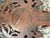 19th Century French Black Forest Style Carved Griffin Mirror For Sale - Image 11 of 12