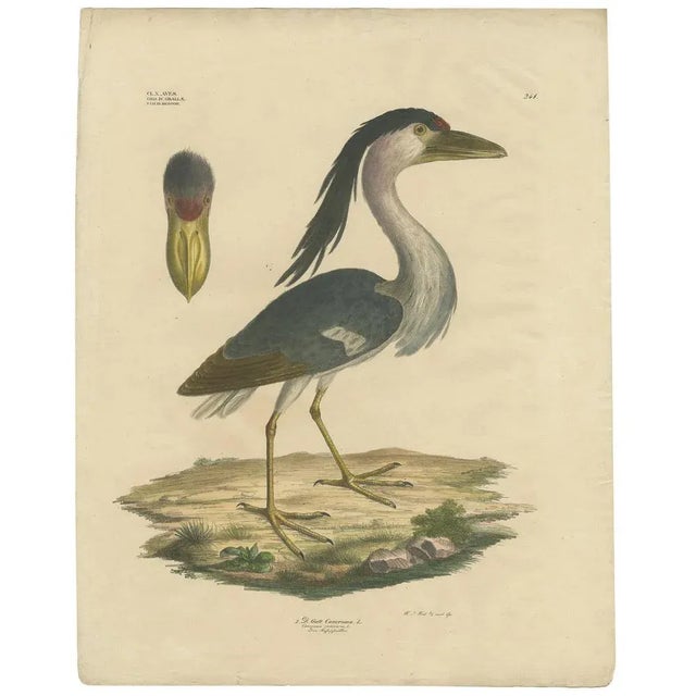 Antique bird print titled 'Gatt Cancroma'. Large lithograph of the boat-billed heron, an atypical member of the heron...