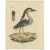 Antique bird print titled 'Gatt Cancroma'. Large lithograph of the boat-billed heron, an atypical member of the heron...