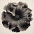 Contemporary Ruta Graveolens Flower — Vintage Botanical Photography Print For Sale - Image 3 of 3