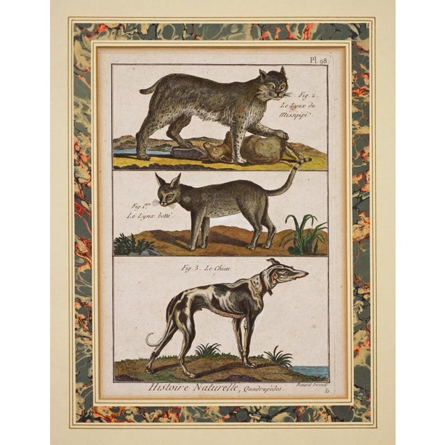 Farmhouse Early 19th Century Animal Engraving Leopard Dog Antique Framed - a Pair For Sale - Image 3 of 4