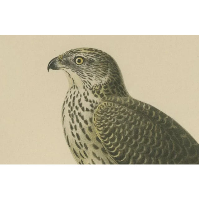 Northern Goshawk, 1917, Lithograph For Sale - Image 4 of 10