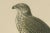 Northern Goshawk, 1917, Lithograph For Sale - Image 4 of 10