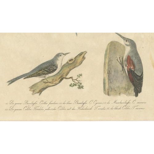 Paper Karl Joseph Brodtmann, Hummingbirds & Treecreepers, 1816, Lithograph For Sale - Image 7 of 9