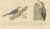 Paper Karl Joseph Brodtmann, Hummingbirds & Treecreepers, 1816, Lithograph For Sale - Image 7 of 9