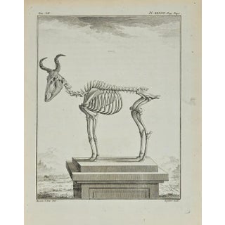Antoine Defehrt, The Skeleton, Etching, 1771 For Sale