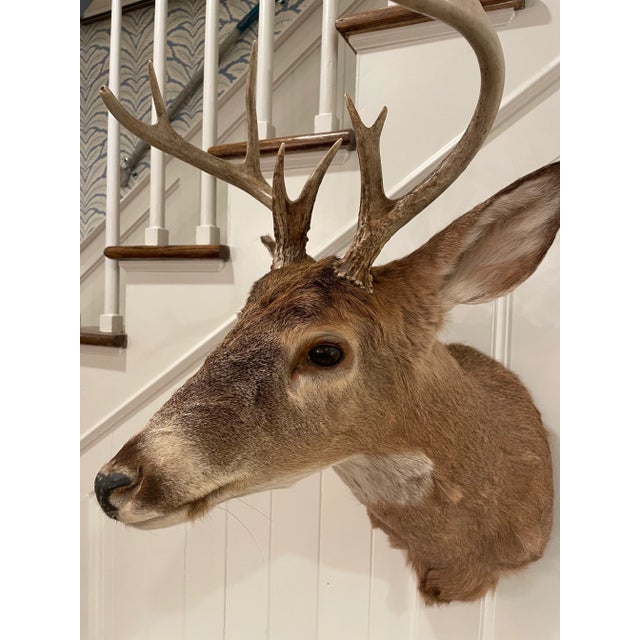 Deerヘッド