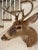 Vintage Taxidermy Deer Head Mount For Sale - Image 10 of 10