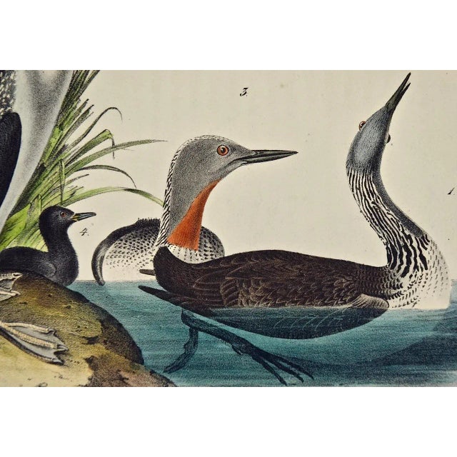 Mid 19th Century Audubon Red-Throated Diver Bird Original First Edition Audubon Hand Colored Lithograph, 1840 For Sale - Image 5 of 6