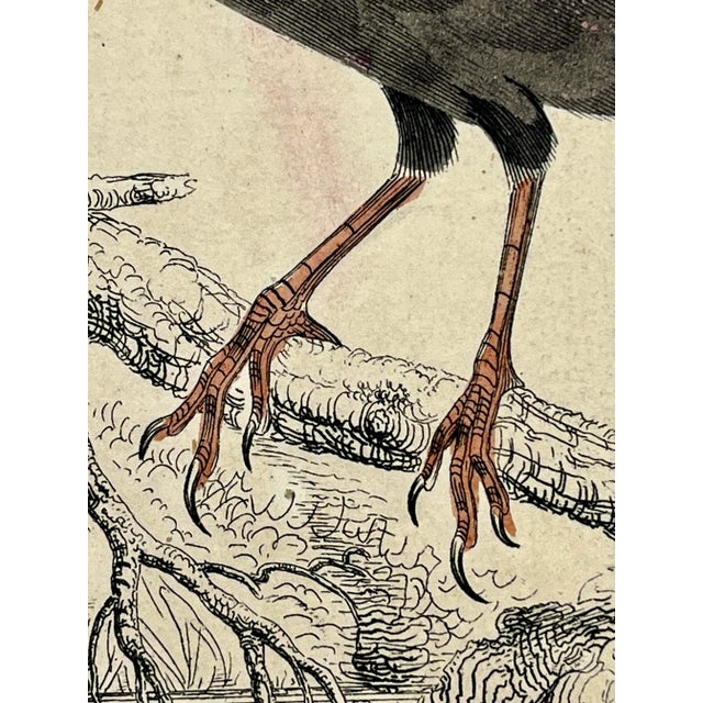 Antique Hand Colored Bird Print From England Showcasing a Pair of Horsfield’s Eurylaimes - Circa 1870 For Sale - Image 12 of 12