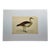 Antique Hand Tinted Bird Print From England Featuring an Egyptian Goose - Circa 1880 For Sale