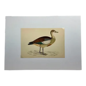 Antique Hand Tinted Bird Print From England Featuring an Egyptian Goose - Circa 1880