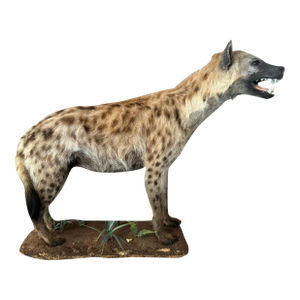 Spotted Hyena Full Body African Safari Taxidermy Life Size Mount