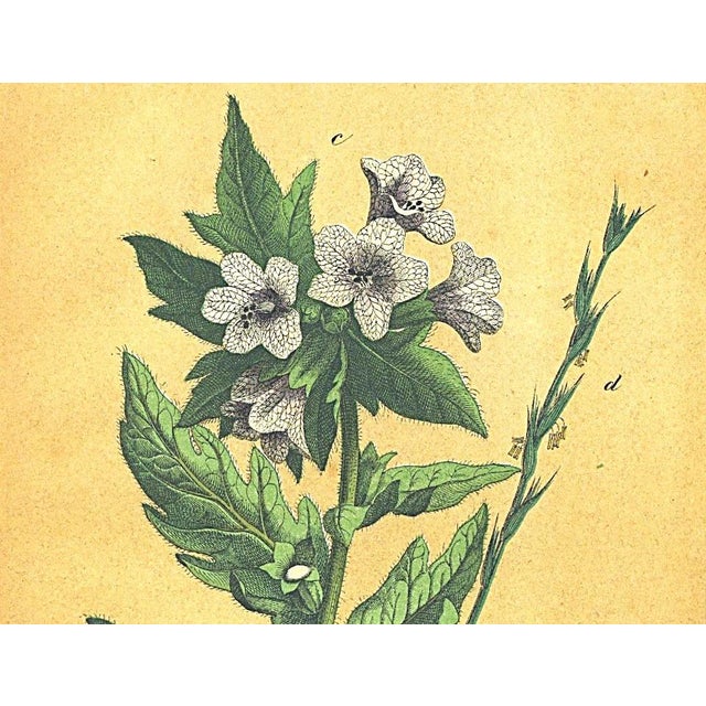 RARE! This is a matted original chromolithograph botanical that dates to the 1860’s! It is one of the oldest antique...
