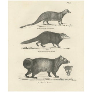 C.C. G. Zool., Egyptian Mongoose, Dark Mongoose, and Ringtail Marten, 1836, Lithograph For Sale