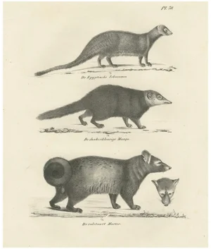 C.C. G. Zool., Egyptian Mongoose, Dark Mongoose, and Ringtail Marten, 1836, Lithograph