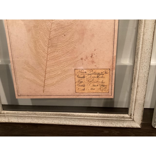 Plastic Restoration Hardware Framed Botanical Pressings, Set of 2 For Sale - Image 7 of 8