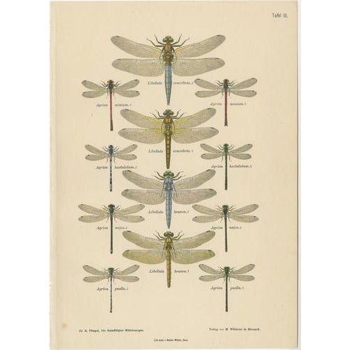 Dragonfly Lithographs from Die Geradflügel Mitteleuropas, 1908, Set of 3 For Sale - Image 4 of 13