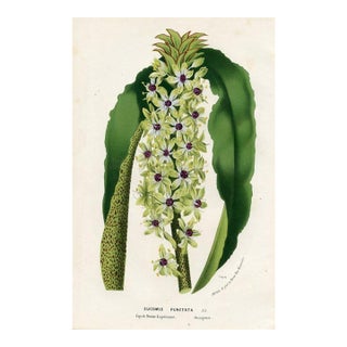 1877, Pineapple Lily Botanical Print From Flore Des Serres, Belgium, Antique Lithograph Print For Sale