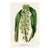 1877, Pineapple Lily Botanical Print From Flore Des Serres, Belgium, Antique Lithograph Print For Sale