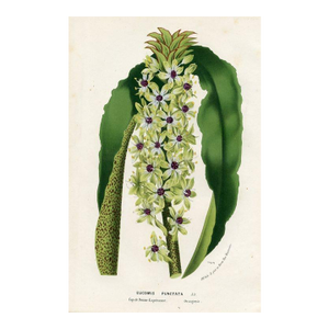 1877, Pineapple Lily Botanical Print From Flore Des Serres, Belgium, Antique Lithograph Print