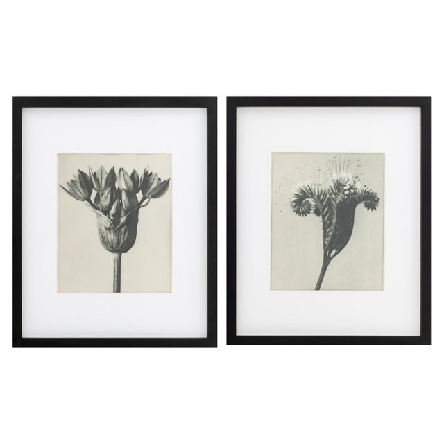 Karl Bossfeldt (German, 1865-1932), Set of Nine "Urformen der Kunst" [Primal Forms of Art], Sheet Fed Photogravures, circa...