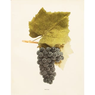 1900s U. P. Hedrick, Original Antique Photogravure of Nectar Grapes For Sale
