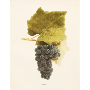 1900s U. P. Hedrick, Original Antique Photogravure of Nectar Grapes
