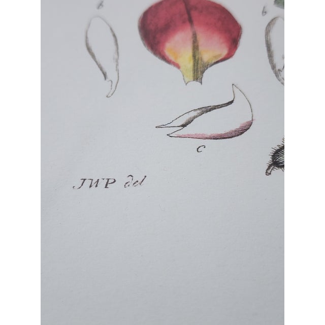 Botanical Prints by Shadow Catchers-Set of 4 For Sale - Image 9 of 17