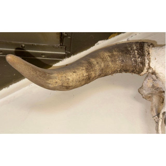 Late 20th Century Vintage Wall-Mounted Steer Skull For Sale - Image 5 of 5