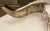 Late 20th Century Vintage Wall-Mounted Steer Skull For Sale - Image 5 of 5