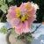 Early 20th Century Peony Gem Bonsai Tree For Sale - Image 5 of 11