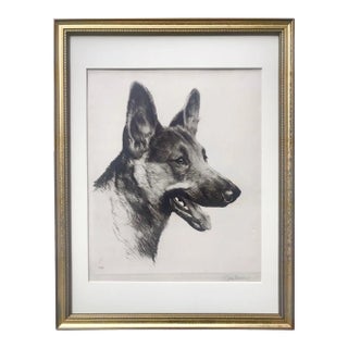 Original Vintage Art Etching of a Champion German Shepard Dog by Kurt Meyer-Eberhardt For Sale