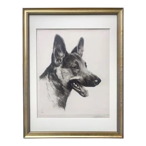 Original Vintage Art Etching of a Champion German Shepard Dog by Kurt Meyer-Eberhardt