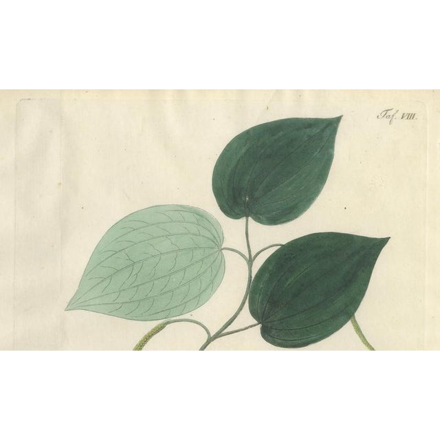 Piper Nigrum, 1800s, Paper For Sale - Image 4 of 10