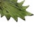 Floral Murano Glass Wall Sconces in Green, 2000, Set of 2 For Sale - Image 9 of 11