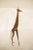 1970s Vintage African Extra Large Copper Giraffe For Sale - Image 5 of 8
