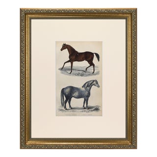 19th Century English Handcolored Horse Engraving by Goldsmith For Sale