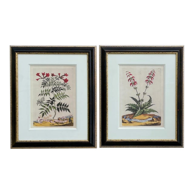 Trowbridge Framed Botanical Prints Set of Two, Abraham Munting For Sale