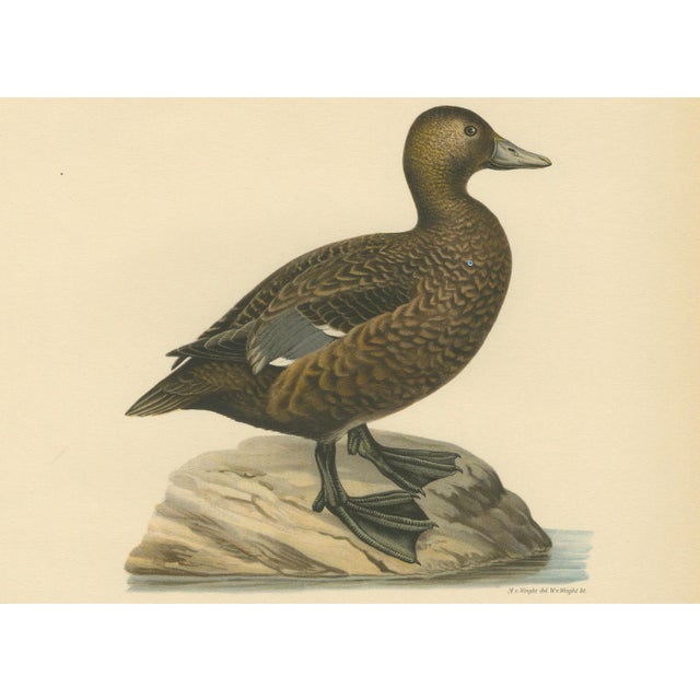 Antique Stellers Eider Duck Lithographs with Male and Female Pair, Sweden, 1929, Set of 2 For Sale - Image 6 of 9