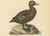 Antique Stellers Eider Duck Lithographs with Male and Female Pair, Sweden, 1929, Set of 2 For Sale - Image 6 of 9