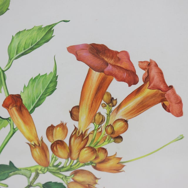 Vintage Hand-Painted Plant Specimen Watercolor Trumpet Creeper (With Frame). Signed in the Lower Right Corner For Sale - Image 4 of 10