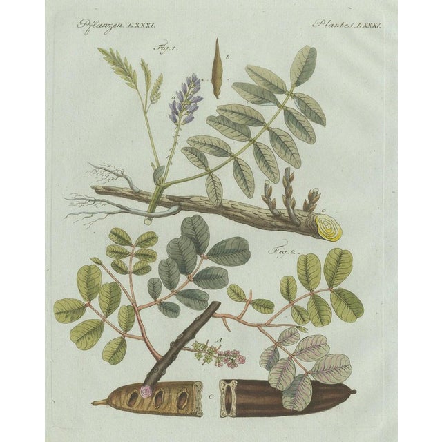 Original antique botanical print of rubber and gum arabic trees by bertuch, 1802 original antique hand-colored copper...